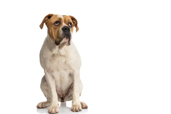 Adorable Bulldog Americano Sentado Mirando Hacia Arriba Sintiéndose Aburrido Sobre —  Fotos de Stock