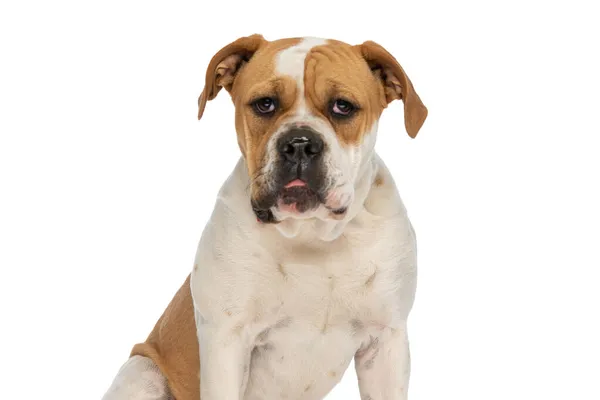Lindo Bulldog Americano Sacando Lengua Cámara Sentado Sobre Fondo Blanco — Foto de Stock