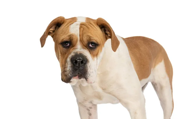 Gyönyörű Amerikai Bulldog Néz Kamerába Szemben Áll Fehér Háttér — Stock Fotó