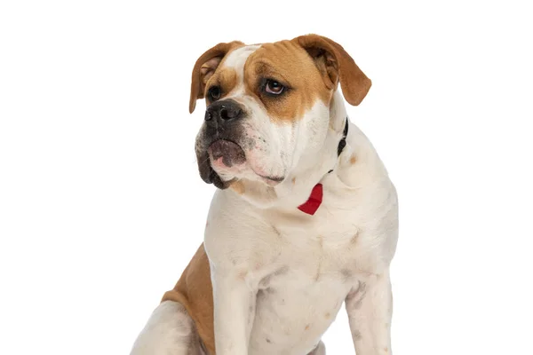 Große Amerikanische Bulldogge Die Zur Seite Schaut Und Eine Rote — Stockfoto