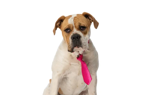 Schöne Amerikanische Bulldogge Langweilt Sich Trägt Eine Rosa Krawatte Und — Stockfoto