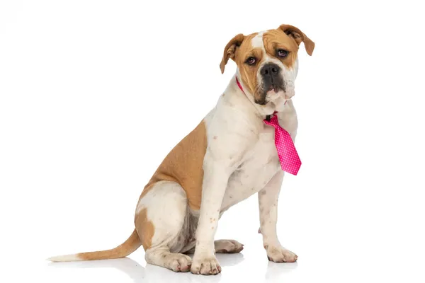 Söt Amerikansk Bulldog Tittar Kameran Bär Rosa Slips Och Sitter — Stockfoto