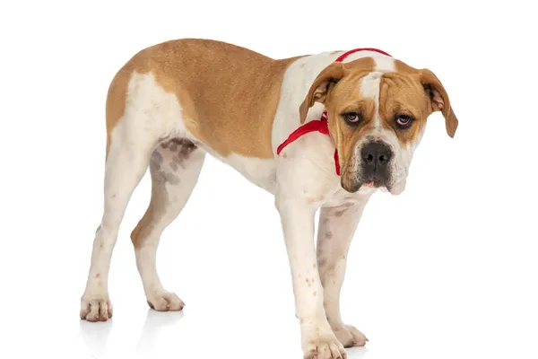 Édes Amerikai Bulldog Áll Visel Egy Piros Kendő Nyak Fehér — Stock Fotó