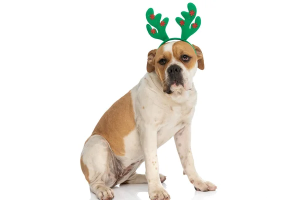 Güzel Amerikan Bulldog Ren Geyiği Boynuzları Takıyor Beyaz Arka Planda — Stok fotoğraf