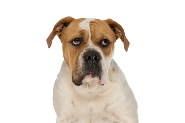 Hermoso Perro Bulldog Americano Mirando Hacia Otro Lado Sentado Sobre — Foto de Stock