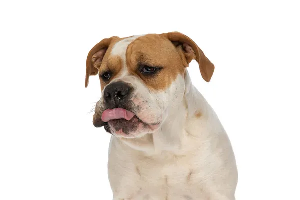 Krásný Americký Buldok Pes Vyčnívá Jazyk Vysmívá Někomu Bílém Pozadí — Stock fotografie