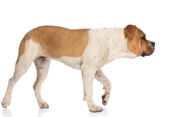 Zijaanzicht Van Een Mooie Amerikaanse Bulldog Lopen Zijn Weg Tegen — Stockfoto