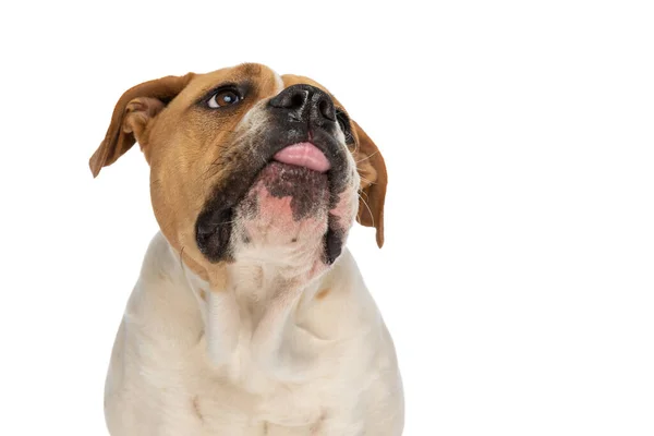 Hermoso Americano Bulldog Lamiendo Boca Mirando Hacia Otro Lado Blanco — Foto de Stock