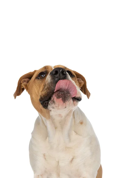 甜甜的美国斗牛犬咬着嘴 坐在白色的摄影棚背景下 — 图库照片