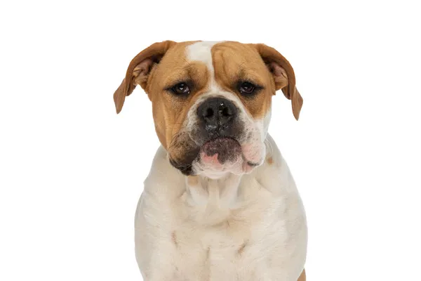 Schattig Amerikaans Bulldog Hond Gevoel Chagrijnig Zitten Tegen Witte Studio — Stockfoto