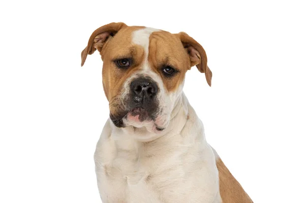 Sweet American Bulldog Dog Looking Camera Feeling Bored White Background Stock Picture