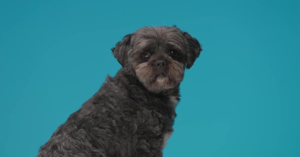 Zittende Metis Hond Kijken Naar Camera Zich Verward Voelen Kijken — Stockvideo