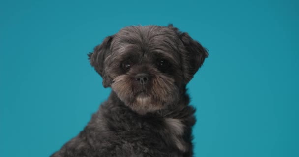 Чарівний Маленький Чорний Собака Нюхає Щось Потім Залишає Щоб Побачити — стокове відео
