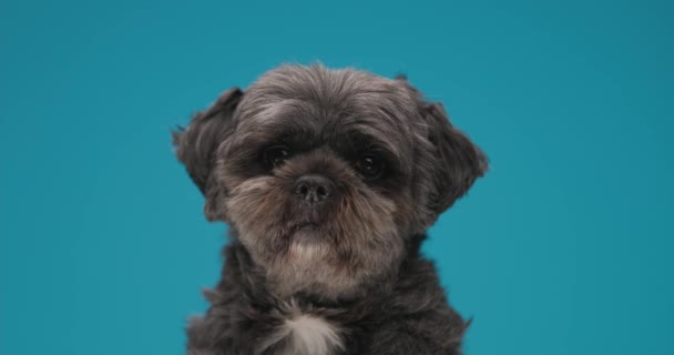 Sweet Metis Dog Sitting Sniffing Blue Background — Stock Video