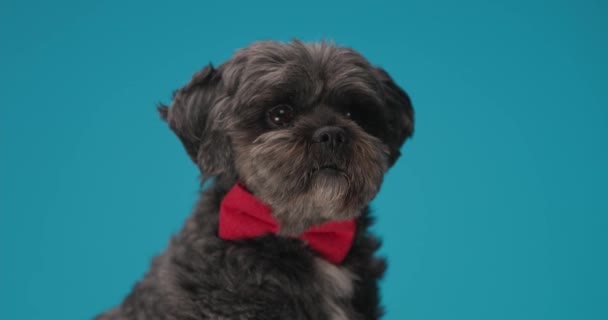 Roztomilý Malý Metis Pes Rozptýlen Něčím Nosí Červenou Motýlku — Stock video