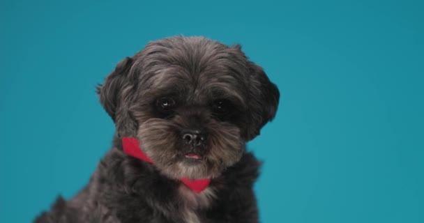 Γλυκό Σκυλί Metis Γλείφει Στόμα Του Φορώντας Ένα Κόκκινο Παπιγιόν — Αρχείο Βίντεο