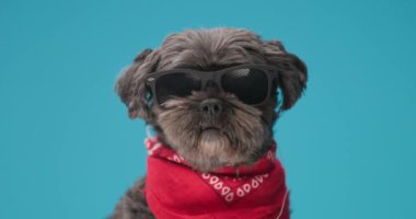 Havalı metis köpek güneş gözlüğü takıyor, kırmızı bandana takıyor ve mavi arka planda oturuyor.