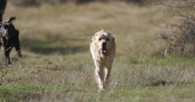 Mutlu av köpekleri tasma takıyor, dillerini çıkarıp nefes nefese koşuyor ve sahada eğleniyorlar.