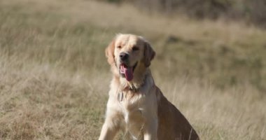Tatlı Golden Retriever köpek yavrusu, nefes nefese, dilini çıkarıp başka tarafa bakarken dışarıda, doğada oturuyor.