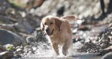 Tatlı Golden Retriever köpeği nehirde koşuyor, nehirde eğleniyor ve dışarıda oynuyor, nefes nefese ve dilini dışarı çıkarıyor.