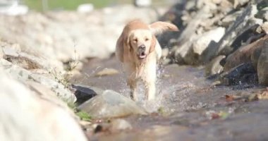 Mutlu golden retriever köpeği tasmasıyla dışarıda oynuyor, suyun içinde koşuyor, zıplıyor, dilini çıkarıyor ve nefes nefese kalarak merak ediyor ve arıyor.