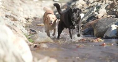 İki mutlu Labrador av köpeği doğanın dışına koşuyor, yarış, nefes nefese ve dillerini dışarı çıkararak nehri arıyor ve eğleniyorlar.