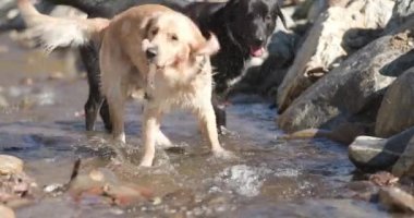 Tatlı Labrador av köpekleri dışarıda oynuyorlar, suda yürüyorlar, sopayı yiyorlar ve nehirde eğleniyorlar.