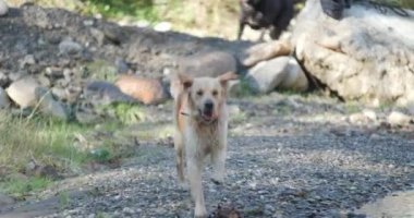Tatlı Golden Retriever köpeği nefes nefese nehre koşarken ve doğada eğlenirken dilini dışarı çıkarıyor.