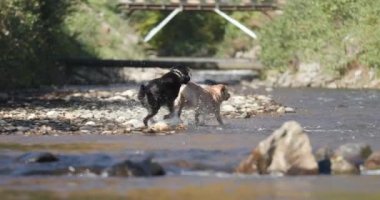 İki sevimli Labrador av köpeği yavrusu suda oynuyorlar, koşuyorlar, eğleniyorlar.