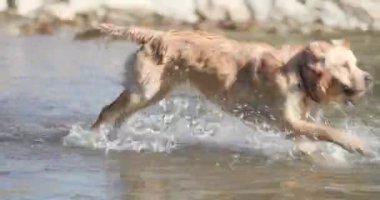 Tatlı Golden Retriever köpeği suyun içinde zıplıyor ve koşuyor, nehirde oynuyor ve doğanın tadını çıkarıyor.