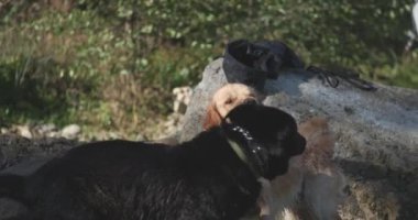 İki Labrador av köpeği ısırıp oynuyorlar, dışarıda eğleniyorlar, koşuyorlar ve birbirlerini kovalıyorlar.