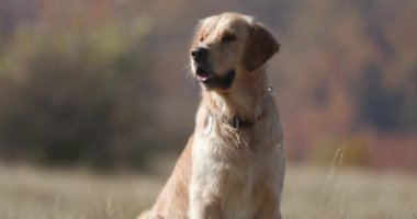 Tatlı Golden Retriever köpek yavrusu, doğada otururken dilini çıkarıp nefes nefese.