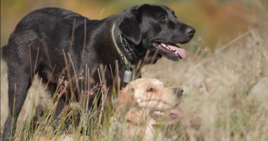 İki sevimli Labrador av köpeği çimlere uzanıp, dillerini çıkarıp, soluk soluğa kalıyorlar.