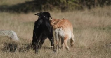 Mutlu iki Labrador av köpeği birbirini kovalıyor, oyun oynuyor ve sahada eğleniyorlar.