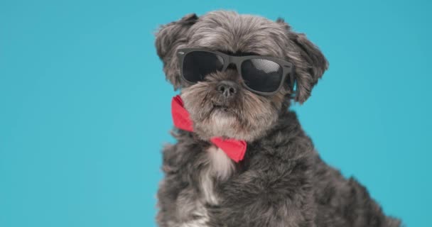 冷冰冰的Metis狗嗅了嗅周围的东西 戴着红色的领带和太阳镜 — 图库视频影像