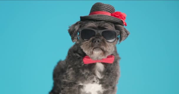 Chien Métis Élégant Léchant Bouche Portant Des Lunettes Soleil Nœud — Video