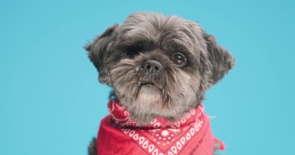 Little Metis Dog Looking Camera Wearing Red Bandana Blue Background — Stock Video