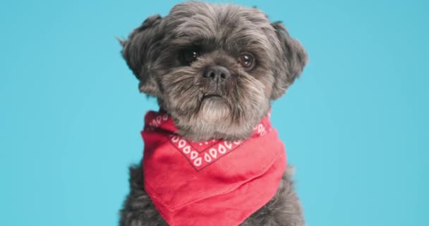 Sweet Metis Dog Sitting Behaving While Wearing Red Bandana Neck — Stock Video