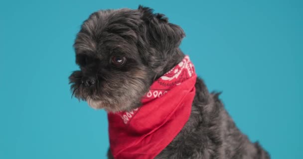 Adorable Metis Perro Ladrando Algo Usando Rojo Bandana Cuello — Vídeos de Stock