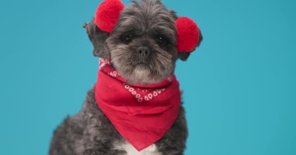 Tatlı Metis Köpek Kırmızı Tüylü Kulaklık Takıyor Mavi Arka Planda — Stok video