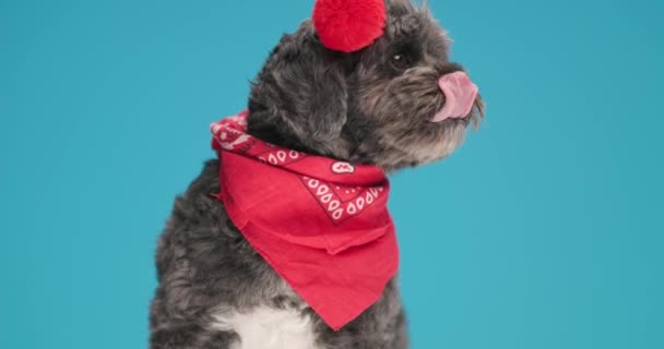 Lindo Pequeño Metis Perro Lamiendo Boca Usando Auriculares Esponjosos Pañuelo — Vídeos de Stock