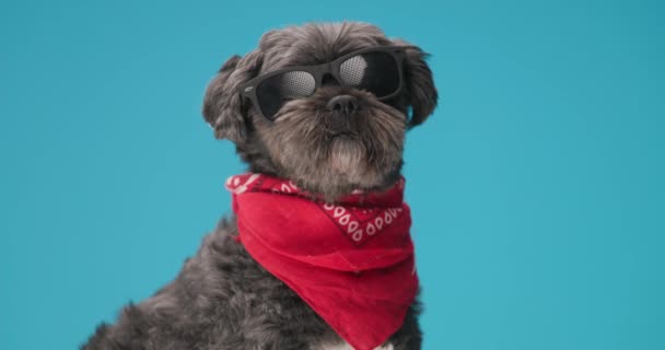 涼しいサングラスと赤いバンダナをかけ青い背景に座っている美しい黒い犬 — ストック動画