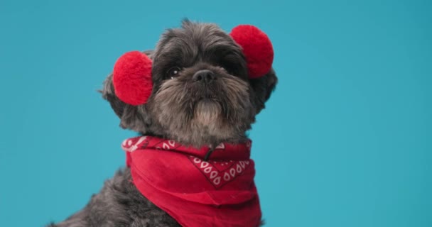 Pequeño Perro Metis Con Auriculares Esponjosos Pañuelo Rojo Olfateando Mirando — Vídeo de stock