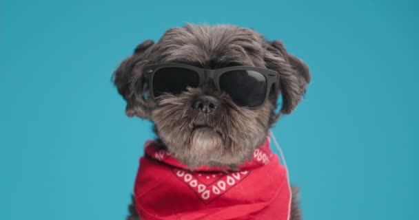 一只体态几乎不动的可爱的梅蒂斯犬 头戴墨镜 头戴蓝色背景的红色头巾 摆姿势 — 图库视频影像