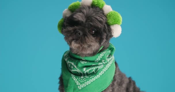 Vacker Metis Hund Ser Extremt Söt Med Sin Gröna Bandana — Stockvideo