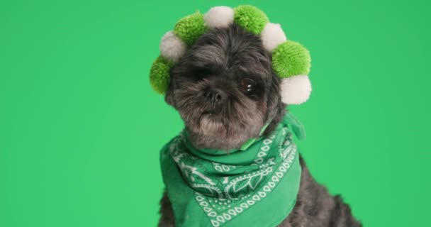 可爱的梅蒂斯犬 戴着绿色蓬松的耳机 带着绿色工作室背景的头巾 — 图库视频影像