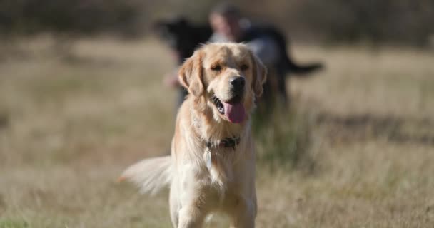 Dejlig Labrador Retriever Hund Iført Krave Stikker Tunge Gispende Hvilket – Stock-video