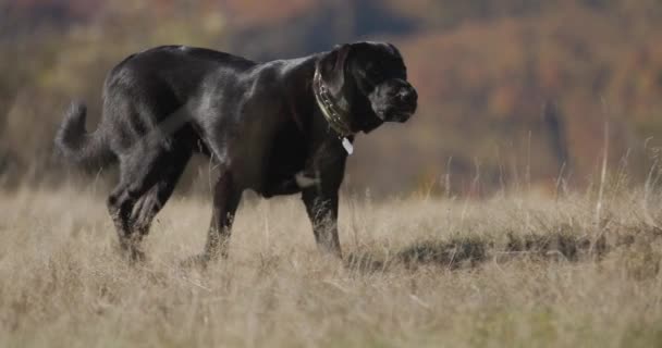 Sidebillede Søde Labrador Retriever Hund Med Krave Stikker Tungen Gispende – Stock-video