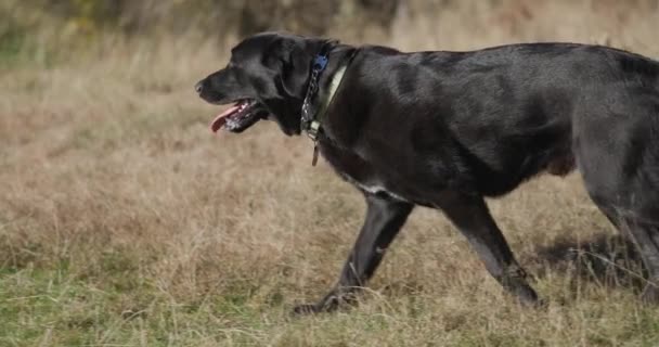 Negro Labrador Retriever Golden Retriever Perros Con Collar Paseando Corriendo — Vídeos de Stock