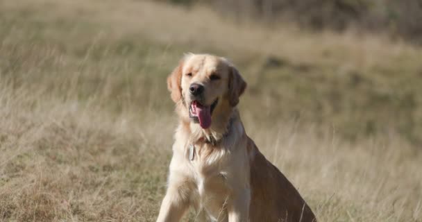 Sød Golden Retriever Hvalp Sidder Udenfor Naturen Banen Mens Gispende – Stock-video